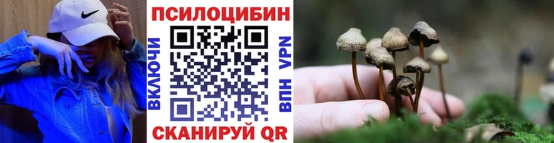 Купить  Чекалин  Псилоцибиновые грибы Psilocybe 